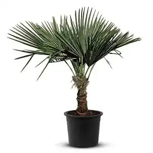 Chinesische Hanfpalme Trachycarpus Fortunei – Winterschutz und Pflege