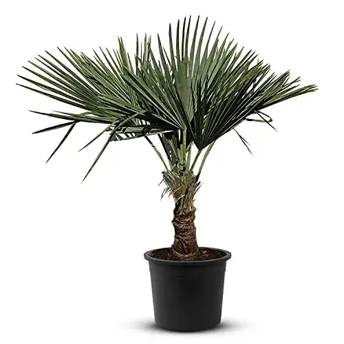 Chinesische Hanfpalme Trachycarpus Fortunei – Winterschutz und Pflege