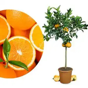 Orangenbaum Meine Orangerie Grande – Citrus sinensis Zitruspflanze