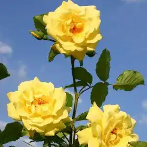 Kletterrose Golden Gate (Premium) – goldgelbe Topfrose im 6 Liter Behälter