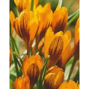 Krokuszwiebeln Orange Monarch von Blumenhandel Ullrich