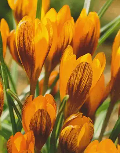 Krokuszwiebeln Orange Monarch von Blumenhandel Ullrich