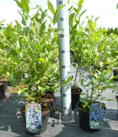 Heidelbeerstrauch Pflanzen – Ertragreiche Heidelbeeren im Topf