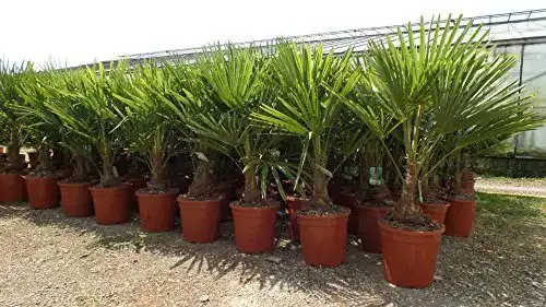 Hanfpalme Trachycarpus Fortunei XL 120-140 cm winterhart