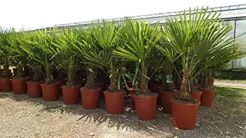 Chinesische Hanfpalme Trachycarpus fortunei XL 120-140 cm