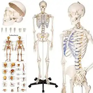 Anatomie Skelett Modell von tectake für Schulung und Ausbildung