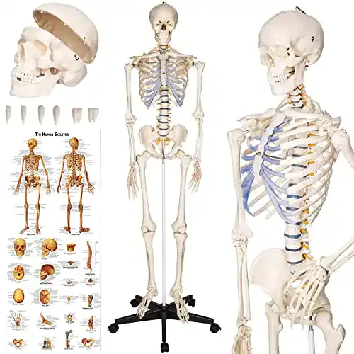 Anatomie Skelett Modell von tectake für Schulung und Ausbildung