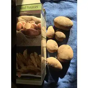 Pflanzkartoffeln Vegherb 6 Kennebec gentechnikfrei für Backen und Frittieren