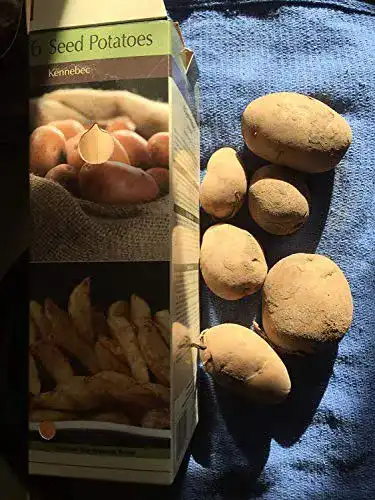 Pflanzkartoffeln Vegherb 6 Kennebec gentechnikfrei für Backen und Frittieren