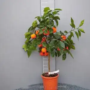51Uj87kPujL. SL500 