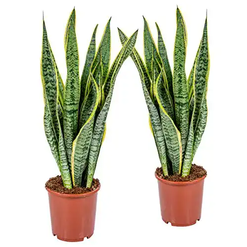 Bogenhanf Bloomique 2er Set Sansevieria Laurentii Pflegeleichte Sukkulenten