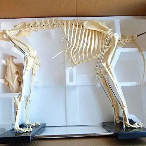 Hundeskelett Modell für Hunde und Katzen zur Anatomie-Studie