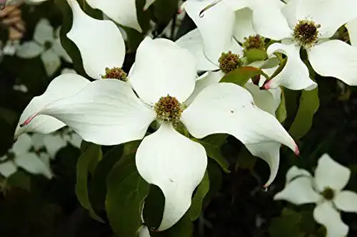 Blumen-Hartriegel Chinesischer Blumenhartriegel Cornus kousa chinensis