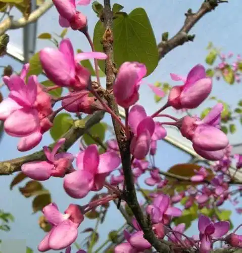 Judasbaum (Cercis siliquastrum) – Baumschule Pflanzenvielfalt