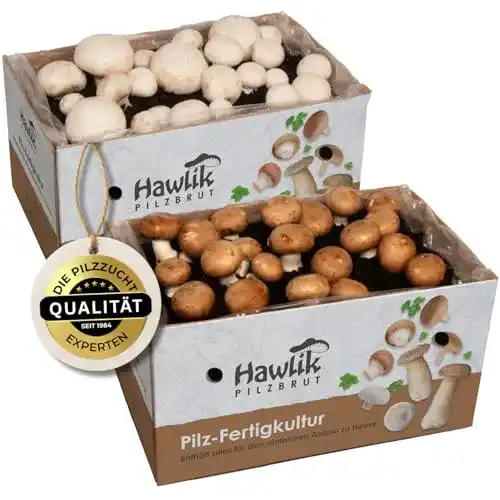 Pilzkultur Hawlik Pilzbrut, 2x Champignon Mix klein