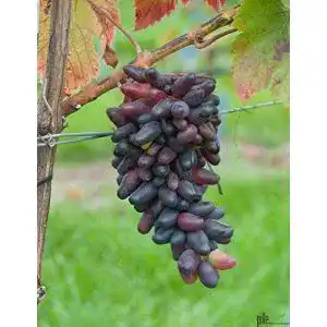 Weinrebe Pille – Datteltraube Vitis n – Winterharte Pflanze im Topf