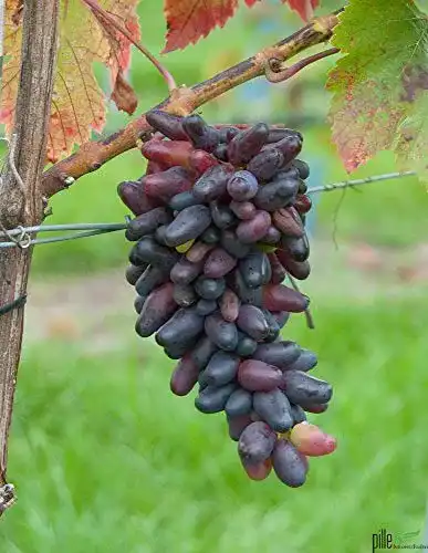 Weinrebe Pille – Datteltraube Vitis n – Winterharte Pflanze im Topf