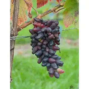 51XRj3gOCyL. SL500 