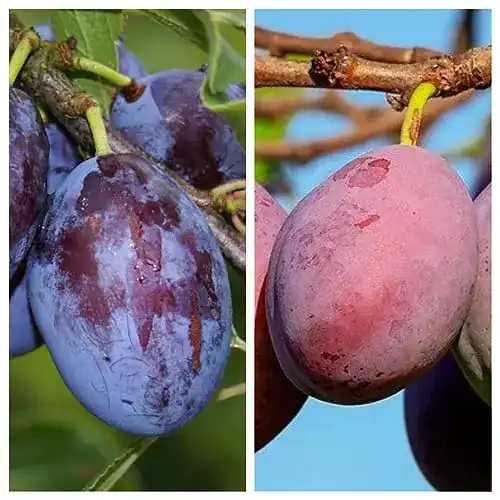 Pflaumenbaum Duo Hauszwetsche und Königin Viktoria im 10 Liter Topf