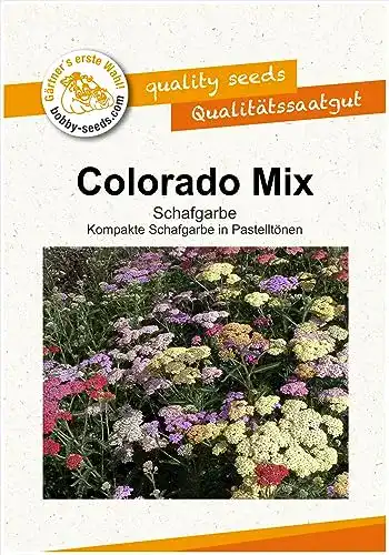 Schafgarbe Samen für den Garten – Bobby Seeds