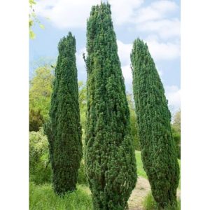 Säuleneibe Taxus baccata ‚Fastigiata Robusta‘ Pflanzen für den Garten