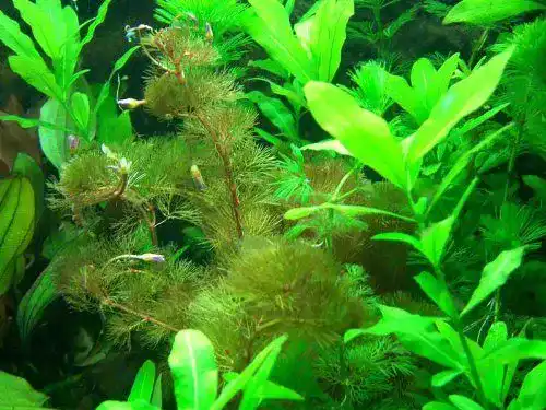 Aquarium-Pflanzen Anti Algen Set mit Schwimmpflanzen und Wasseraufbereiter