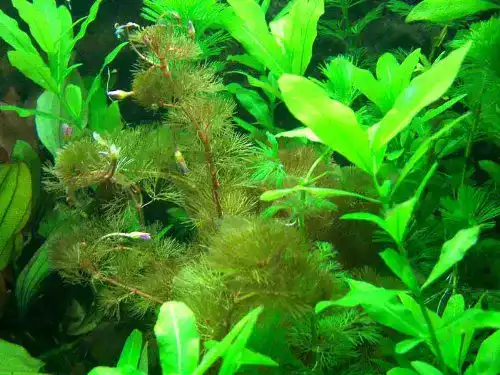 Aquarium-Pflanzen Anti Algen Set mit Schwimmpflanzen und Wasseraufbereiter