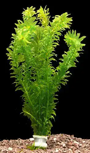 Wasserpest Zoomeister 5 Bund (Egeria densa)