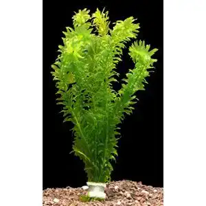 Wasserpest Zoomeister 5 Bund (Egeria densa)