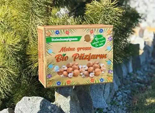 Pilzkultur XXL Bio Steinchampignon 10 kg Zuchtset