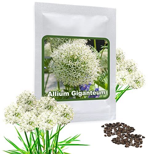 Allium-Zwiebeln Magic of Nature Riesen Lauch Weiß