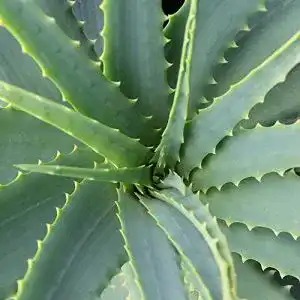 Aloe-vera-Pflanze