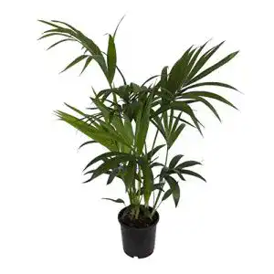 Kentia-Palme Dominik – Zimmerpflanze Howea forsteriana im 3 l Topf