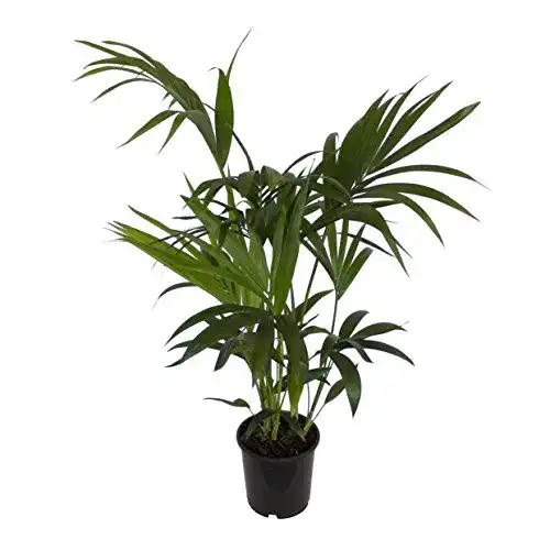 Kentia-Palme Dominik – Zimmerpflanze Howea forsteriana im 3 l Topf