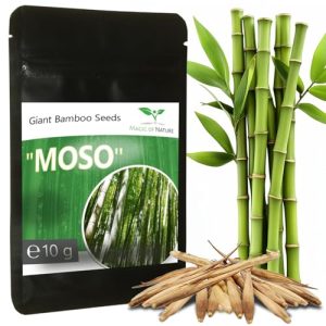 Bambus-Samen Riesenbambus von Magic of Nature – 10g – ca. 350 Stück