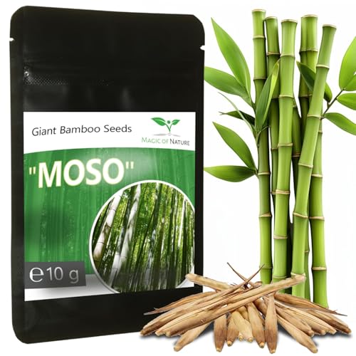 Bambus-Samen Riesenbambus von Magic of Nature – 10g – ca. 350 Stück
