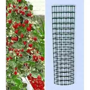 Klettererdbeere Baldur Garten Hummi mit Rankturm
