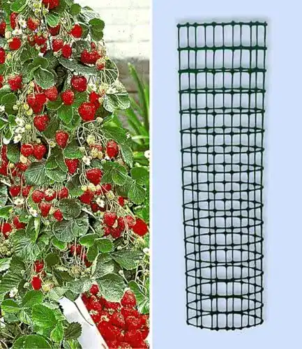 Klettererdbeere Baldur Garten Hummi mit Rankturm