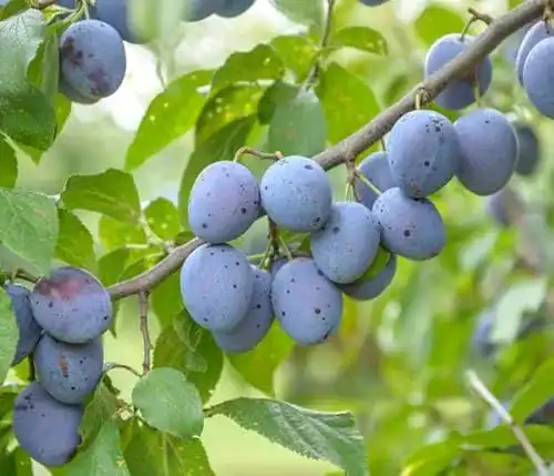 Pflaumenbaum Artländer Hauszwetsche Buschbaum im Topf, 120-140 cm