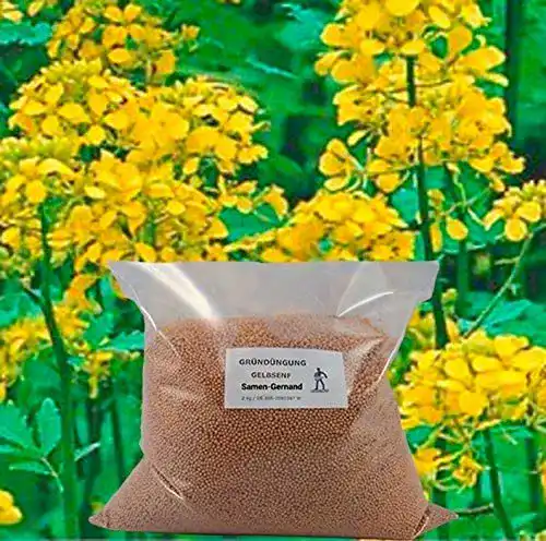 Gelbsenf Samen für Gründüngung 5 kg – Hochwertige Senf-Samen