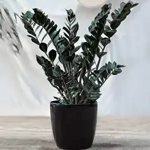 51eE79xklpL. SL500 
