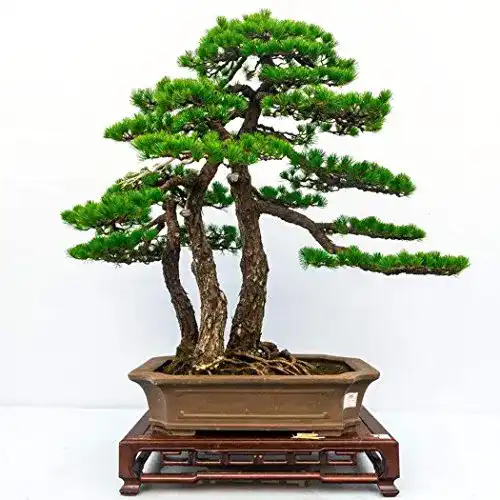 Bonsai-Samen Qenci Kiefer Samen Japanische 10 Stück oder 20 Stück