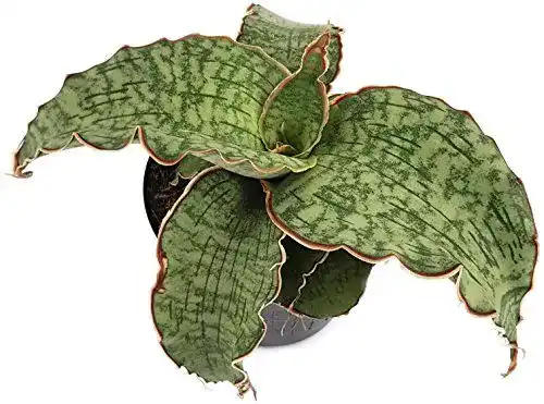 Bogenhanf Fangblatt Sansevieria Silver Blue, seltene Pflanze