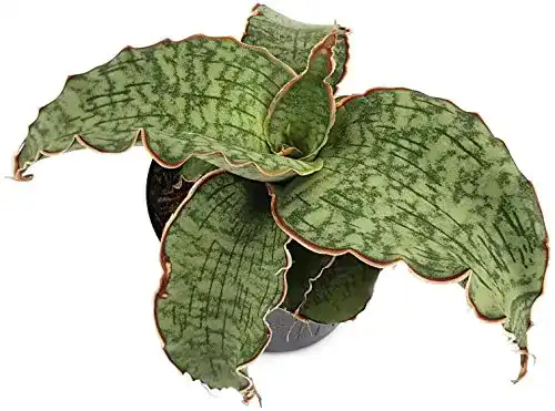 Bogenhanf Fangblatt Sansevieria Silver Blue, seltene Pflanze