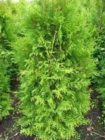 Thuja Brabant Lebensbaum Thuja occidentalis im 5 Liter Pflanzcontainer