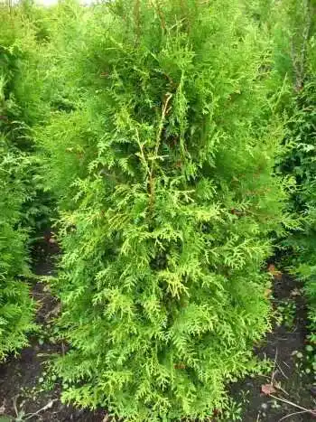 Thuja Brabant Lebensbaum Thuja occidentalis im 5 Liter Pflanzcontainer