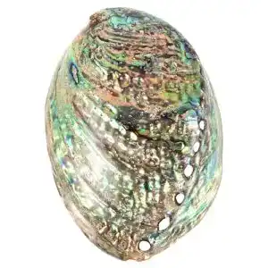 Abalone-Muschel Besportble 10-12 cm große Abalone-Schale