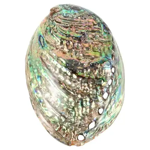 Abalone-Muschel Besportble 10-12 cm große Abalone-Schale