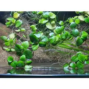 Froschbiss Sahawa Limnobium laevigatum – 15 Stück Aquariumpflanzen