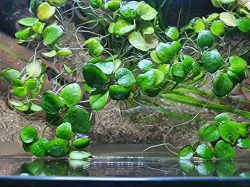 Froschbiss Sahawa Limnobium laevigatum – 15 Stück Aquariumpflanzen